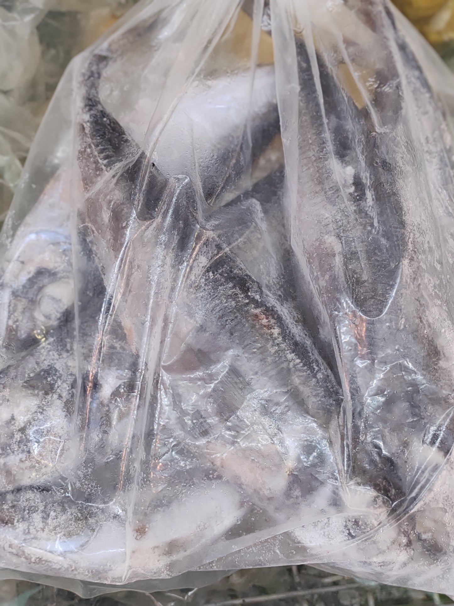 Poisson Thomson de Norvège (Chinchard)
