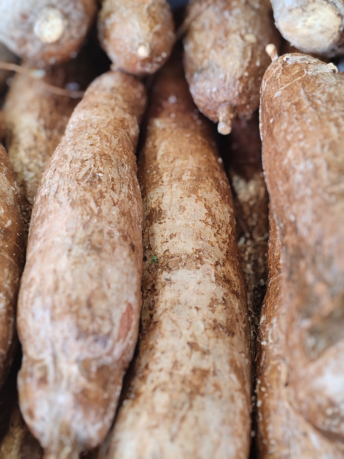 Manioc