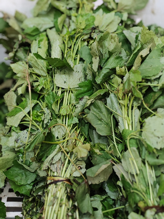Ngaï-Ngaï-Oseille