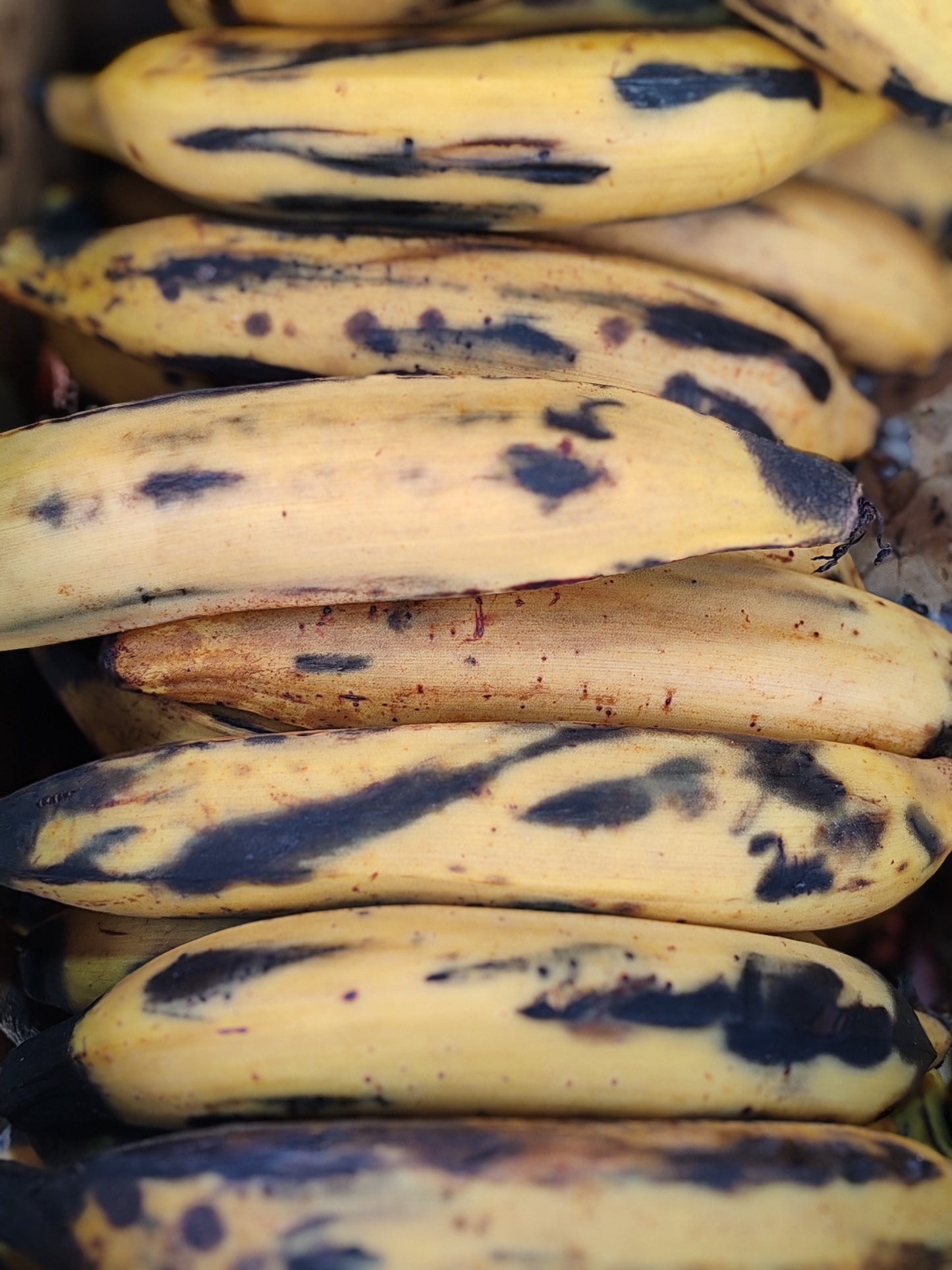 Banane plantain-Colombie Prix au kilo