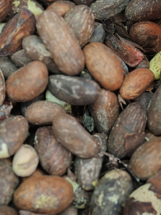 Ngadiadia-Petit cola RDC